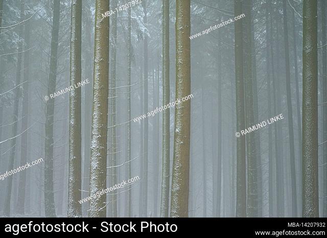 Coniferous forest, fir, spruce, fog, snow, morning, winter, Mönchberg, Spessart, Bavaria, Germany