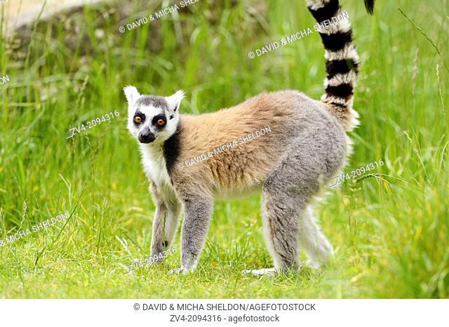 Ring-tailed lemur (Lemur catta) standing on a meadow in Zoo Augsburg