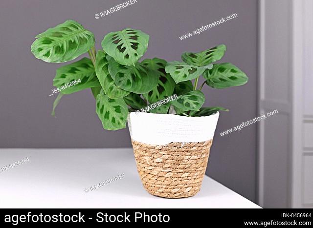 Exotic Maranta Leuconeura Kerchoveana houseplant in basket pot on table in front of gray wall