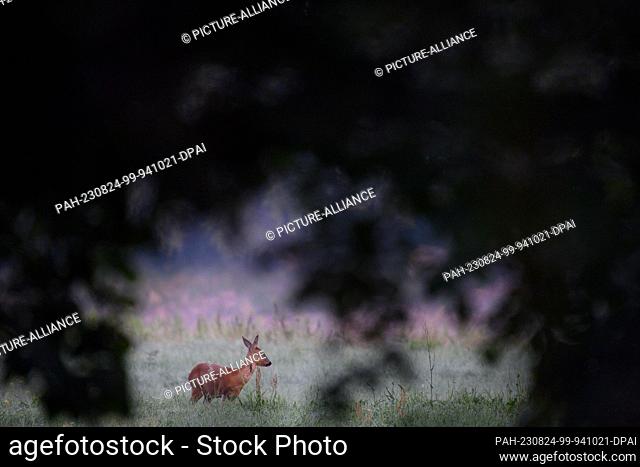 23 August 2023, Saxony-Anhalt, Magdeburg: A roe deer (Capreolus capreolus) stands in the early morning on an Elbaue which belongs to the city area of Magdeburg