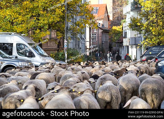 19 November 2023, Bavaria, Nuremberg: 600 sheep make their way through Nuremberg's city center to reach their winter quarters west of the city from the Pegnitz...