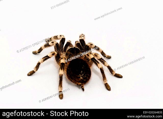 beautiful spider