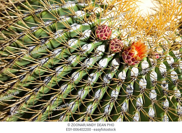 The Biznaga Cactus with Flower Blossom