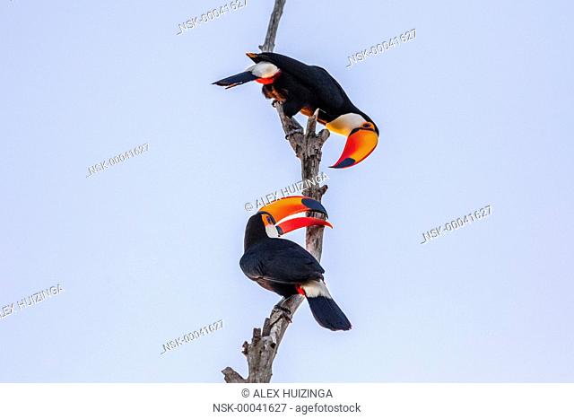 Toco Toucan (Ramphastos toco) pair displaying in tree, Brazil, Mato Grosso, Pantanal