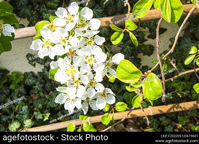 Pear cultivar Pyrus communis 'Bohemica' flowering in Pruhonice, Czech Republic on May 1st, 2022. (CTK Photo/Libor Sojka)