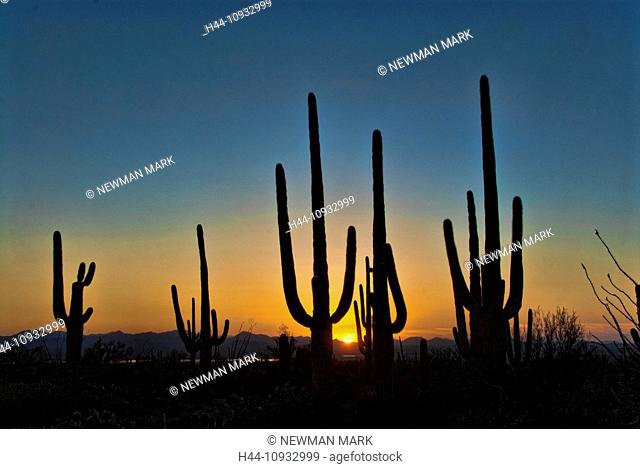 saguaro cactus, Arizona, saguaro, national, park, cactus, USA, United States, America, sunset