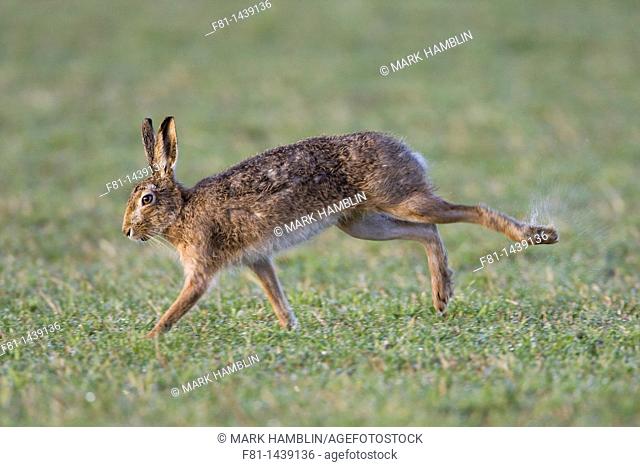 Brown hare Lepus capensis running across field, Scotland, March