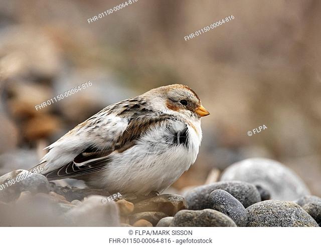 Snow Bunting Plectrophenax nivalis adult male, winter plumage, sheltering from North Sea wind amongst pebbles, Salthouse, Norfolk, England