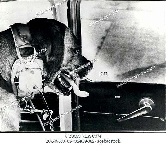Jan. 10, 1968 - Diggles loves a dogfight!: Sunderland Flying Club boasts a very special honorary member. 5 year old Biggles