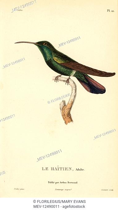 Green-throated mango, Anthracothorax viridigula (Trochilus gramineus). Adult male. Handcolored steel engraving by Coutant after an illustration by Jean-Gabriel...