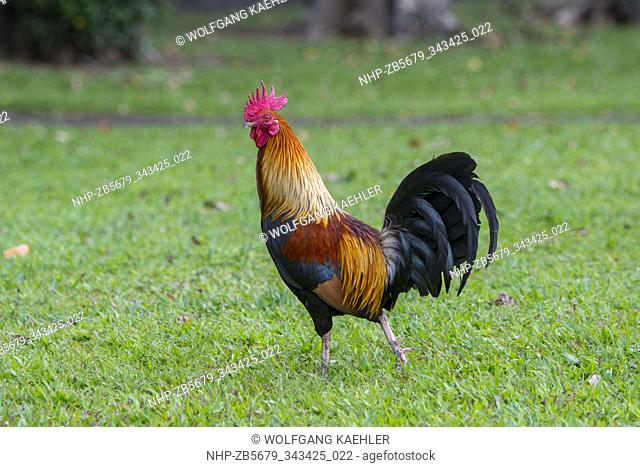 A rooster (red jungle fowl were brought to Kauai by the Polynesians as a food source) on the Hawaiian Island of Kauai, Hawaii, USA