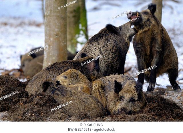 wild boar, pig, wild boar Sus scrofa, pack in snow-covered landscape restin at a snow-free place under trees, Germany