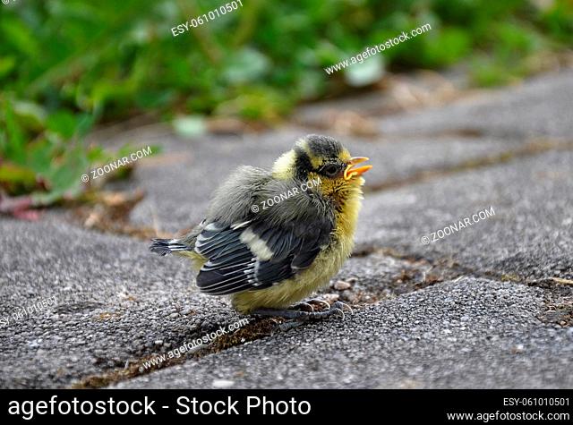 Junge Blaumeise - Young blue tit