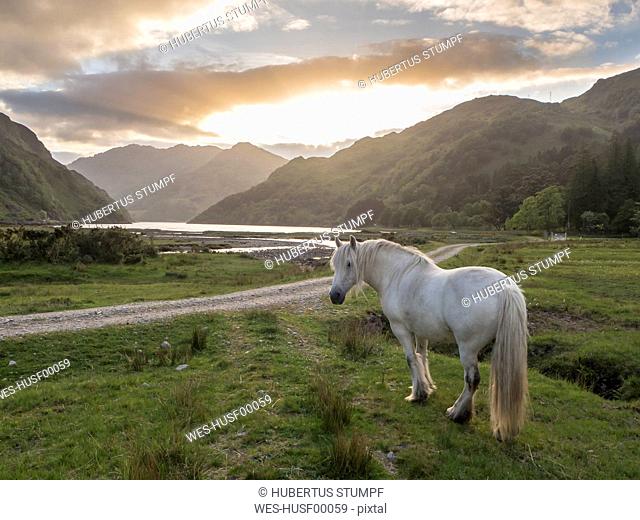 White horse standing on grassy land against cloudy sky at sunset, Scotland, UK