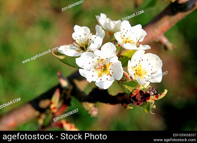 Birnbaumblüten, Pear tree blossoms
