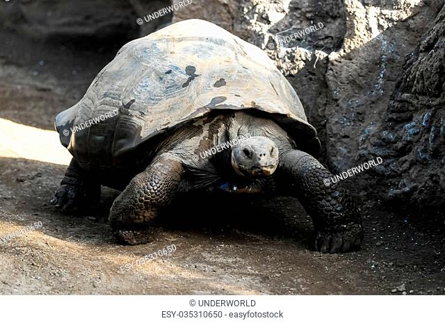 Very Big Galapagos Turtle on the Floor