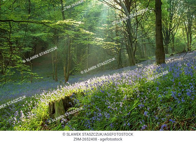 Shafts of light in a bluebell woodland near Horsham, West Sussex, England
