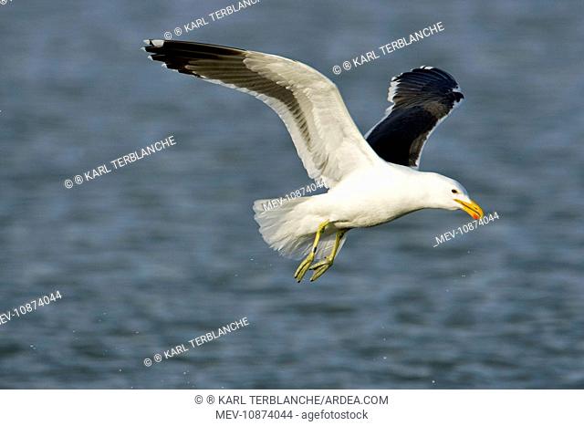 Cape Kelp Gull - In flight (Larus vetula). Atlantic Coast - Namibia - Africa