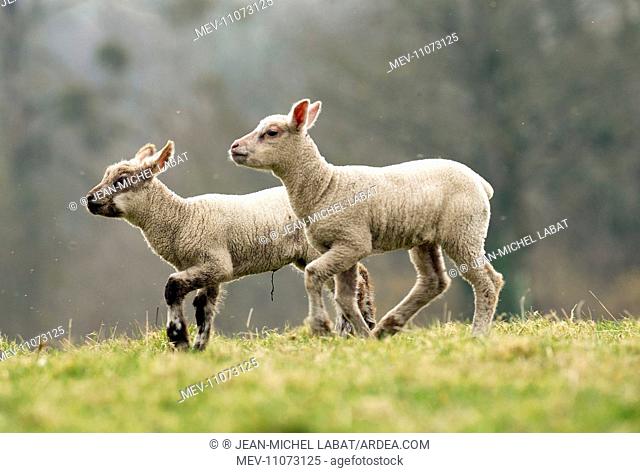 Lamb. Mouton