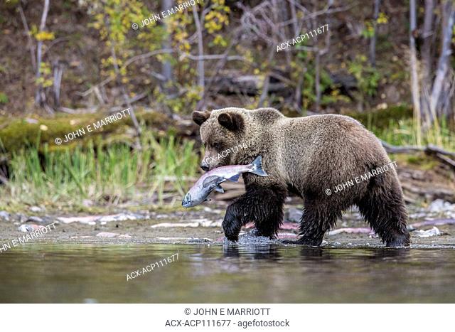 Grizzly bear and sockeye salmon, British Columbia, Canada
