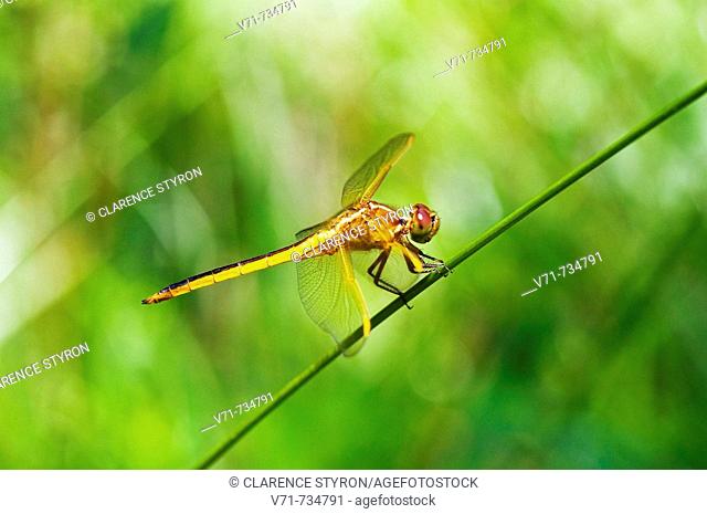 Blue Dasher Dragonfly, Pachydiplax longipennis, environment