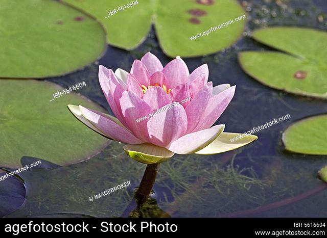 Ornamental water lily (Nymphaea sp.) 'James Brydon' cultivar, close-up of flower, England, Great Britain
