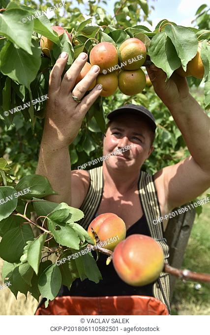 Employees of company Ovocnarstvi Jansta harvest apricots in Velke Bilovice, Czech Republic on June 11, 2018. (CTK Photo/Vaclav Salek)