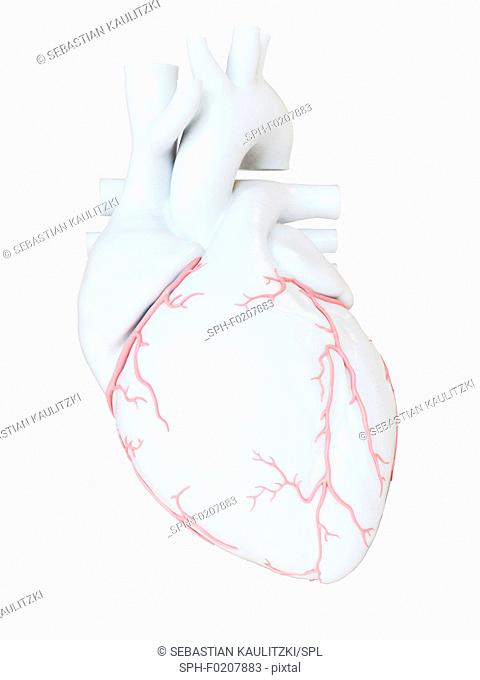Human heart coronary arteries, illustration
