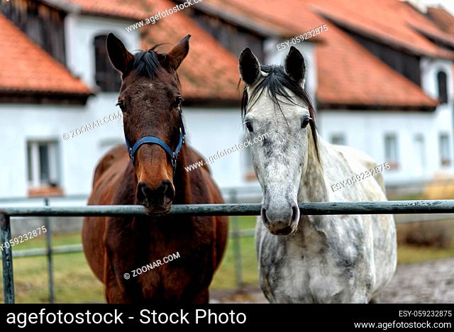 two brown horses on a paddock on farm in eastern Poland in Europe