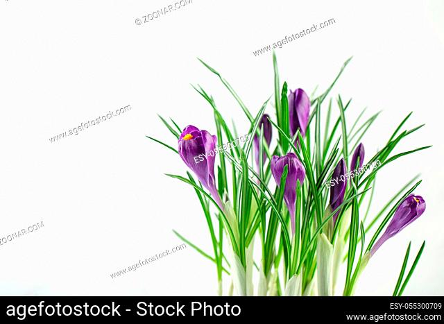 Blue crocuses flowers on a white background, pring bulbs in bloom