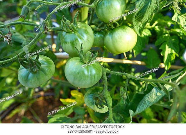Green tomato in tomatoes orchard field homestead farm
