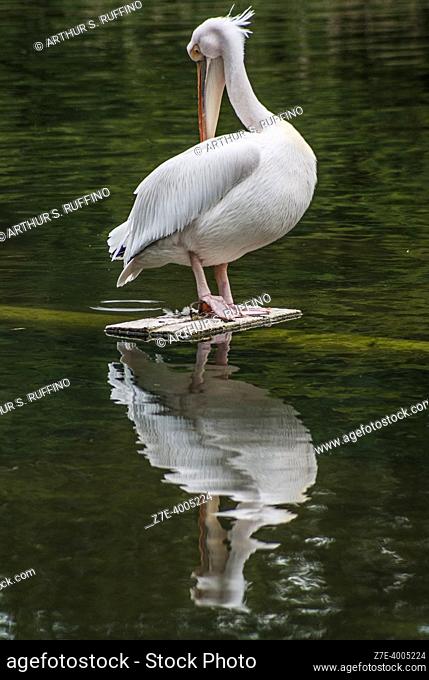 American white pelican (Pelecanus erythrorhynchos) preening, with reflection