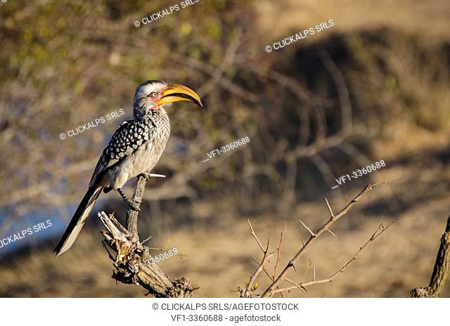 Sample of Southern Yellow-billed Hornbill in the Kruger National Park, South Africa