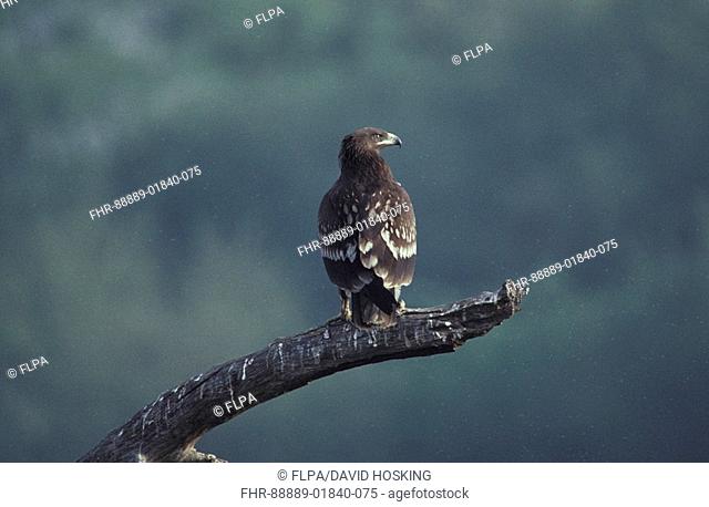 Spotted Eagle, Aquila clanga, juvenile