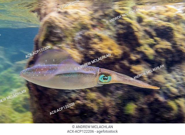 Caribbean Reef Squid (Sepioteuthis sepioidea), Cayman Brac, Cayman Islands, British West Indies