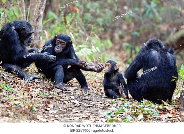 Chimpanzees (Pan troglodytes), females with baby, Mahale Mountains National Park, Tanzania, East Africa, Africa