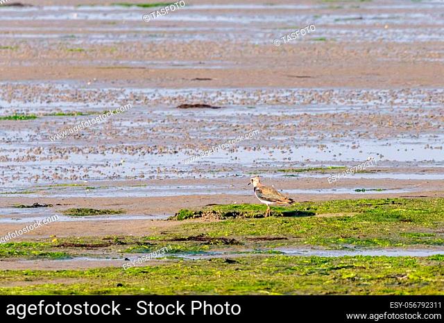 Portrait of a northern lapwing, vanellus vanellus, standing on wetland at low tide of Waddensea, Netherlands