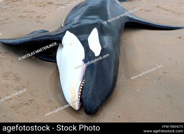 Illustration picture shows the body of an orca, in De Panne, . The orca was spotted off the coast of Koksijde around 10am on Sunday morning