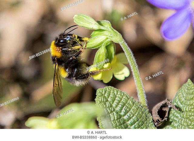 buff-tailed bumble bee (Bombus terrestris), with mites, at the blossom of a primrose, Germany, Bavaria