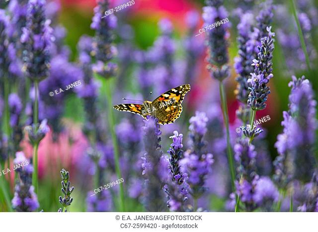 Painted Lady Butterfly Cynthia cardui feeding on lavender flowers in garden setting