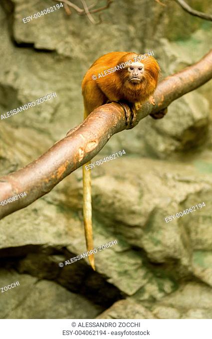 Lion tamarin monkey