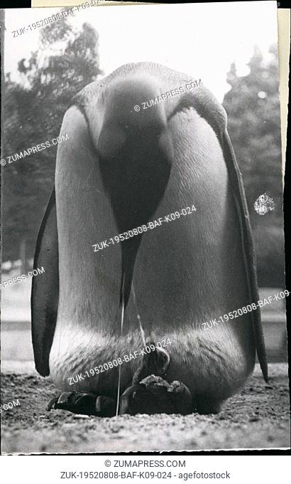 Aug. 08, 1952 - 'Tubby' Feeds His Chick.. Zoo's Newest 'Baby' Puts In An Appearance. 'Tubby' a popular King Penguin at the London Zoo has been very busy...