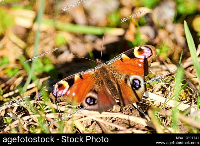 peacock butterfly (inachis io) or (nymphalis io), meadow floor, sitting, rear view