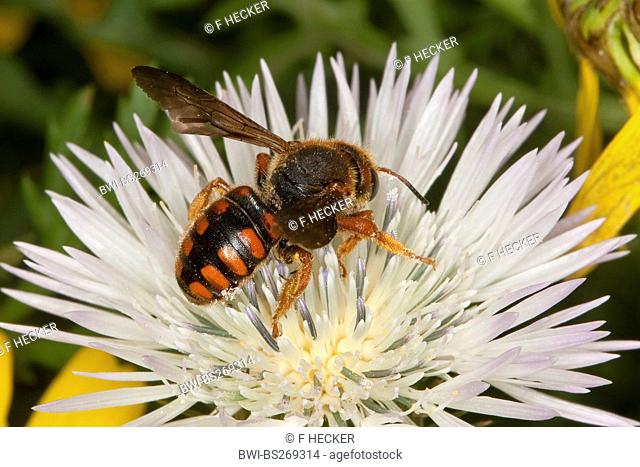 Small anthid bee, Wool carder Rhodanthidium siculum, Anthidium siculum, searching nectar on a white composite, Italy, Sicilia
