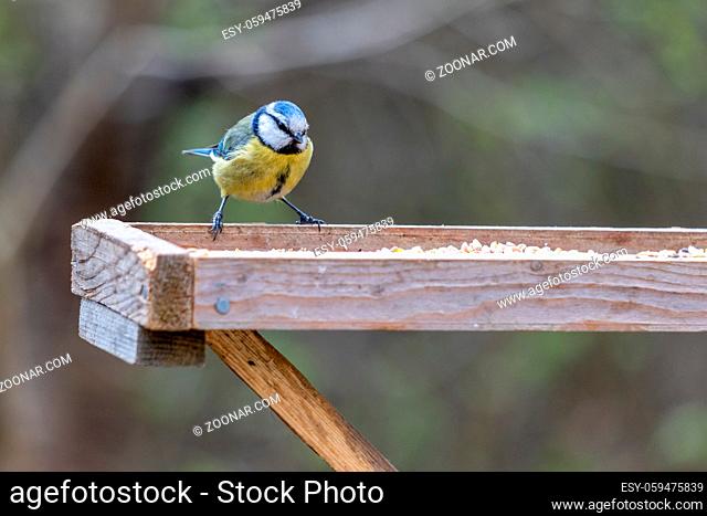 Blue Tit on a wooden table looking for food