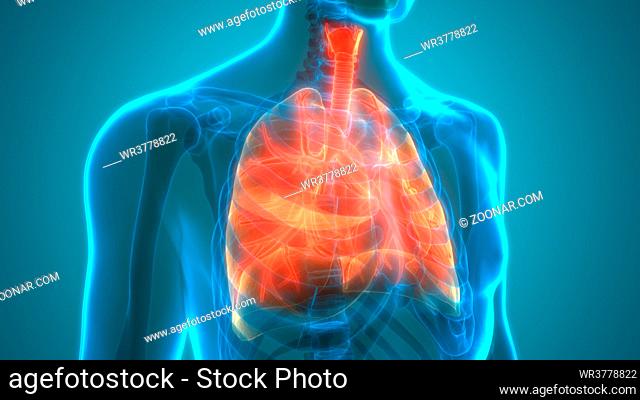 3D Illustration Concept of Human Respiratory System Lungs Anatomy