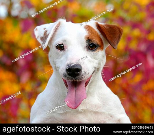 Beautiful jack russell terrier dog bright autumn outdoor portrait