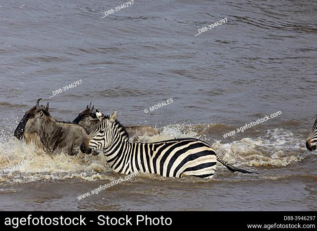 Africa, East Africa, Kenya, Masai Mara National Reserve, National Park, Wildebeest and zebras, group crossing the Mara river