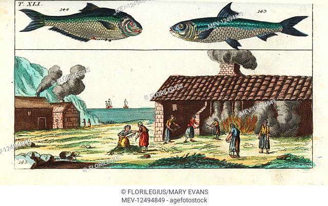 Sardine, Sardina pilchardus 143, West African ilisha, Ilisha africana 144, and fish wives smoking sardines in a smokehouse