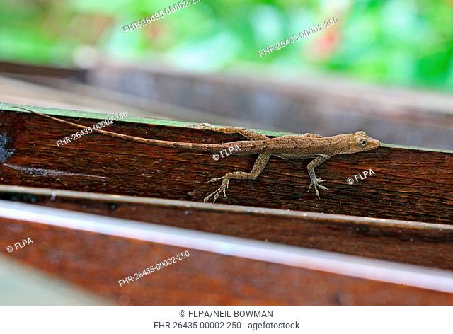 Saint Lucia Anole (Anolis luciae) brown form, adult, resting on wooden railing, Fond Doux Plantation, St. Lucia, Windward Islands, Lesser Antilles, December